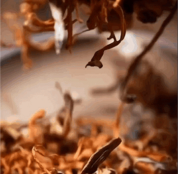 1761190342694697.gif 1761190342694697.gif